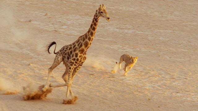 Girafa escapapix bet clássicoleoa