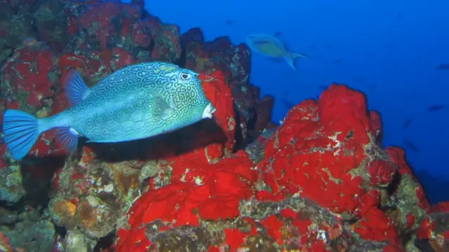 Peixe da reserva