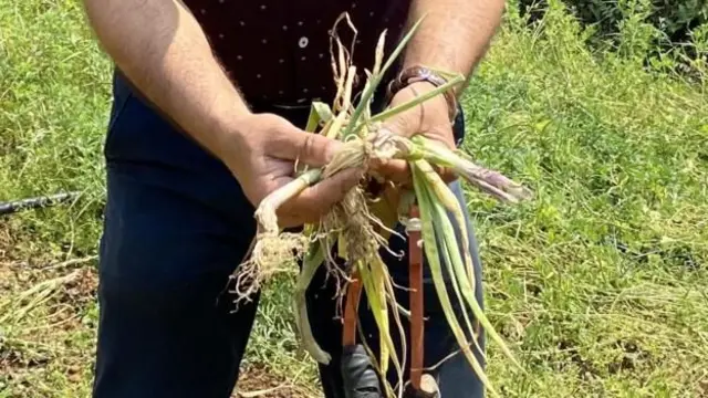 बाँदरले नखाए पनि हुर्किएका बाली नष्ट गरेर किसान आक्रान्त छन्