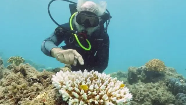 கிரேட் பேரியர் ரீஃப்