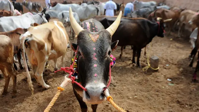 பிற வகை மாடுகளோடு ஜல்லிக்கட்டு விளையாடும் காளை