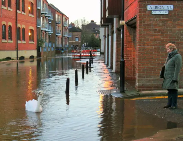 Mujer mirando cisne en York
