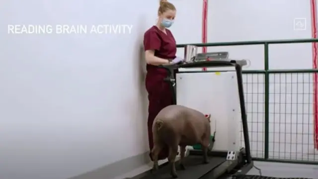 Imagem de vídeo de apresentação do Neuralink mostra um porco sendo analisado em uma esteira médica por uma mulher em um jaleco