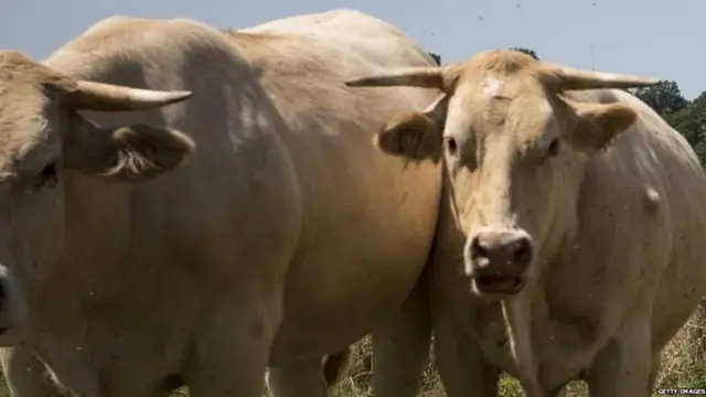 गोहत्या, ज्ञान देव आहुजा