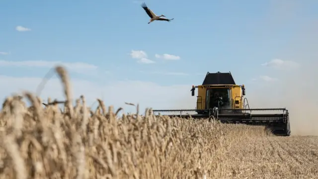 Campo de trigo en Ucrania