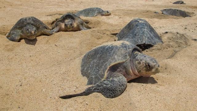 Оливковые черепахи кладут яйца на побережье Мексики