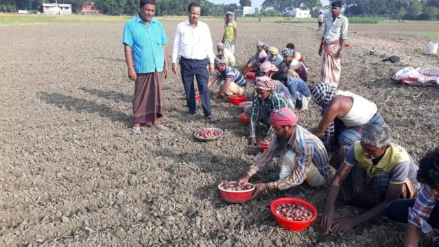 বীজ উৎপাদনের জন্য জমিতে পেঁয়াজের বাল্ব লাগানো হচ্ছে।