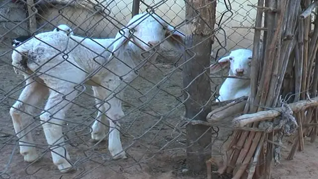 గొర్రె పిల్లలు