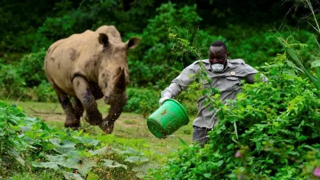 जानवरों में कोरोना वायरस