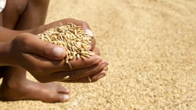 Mãos segurando grãosfree bet no cadastrocereal