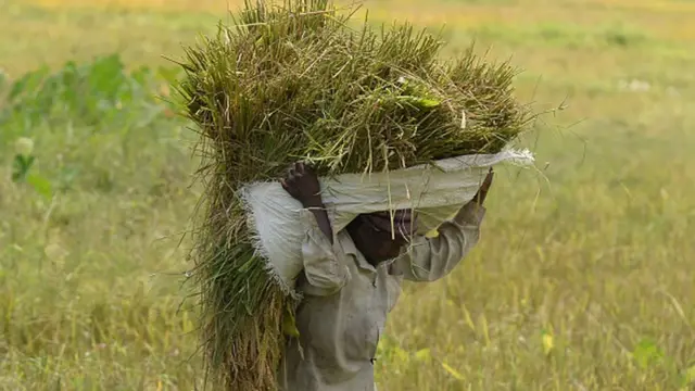 இலங்கையில் நெல் உற்பத்தி தேவைக்கு அதிகமாக இருப்பதாகச் சொல்கிறது இலங்கை அரசு