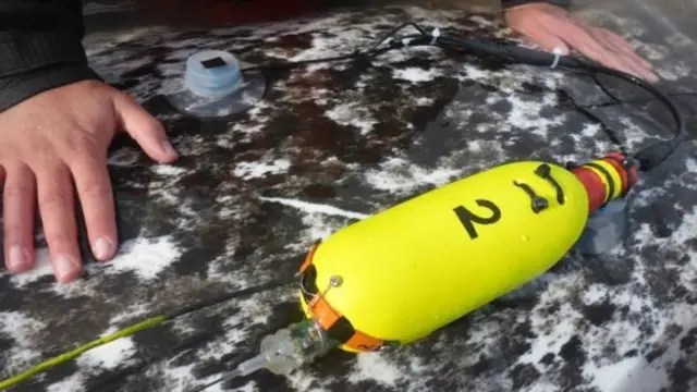 نهنگ‌ تک شاخ