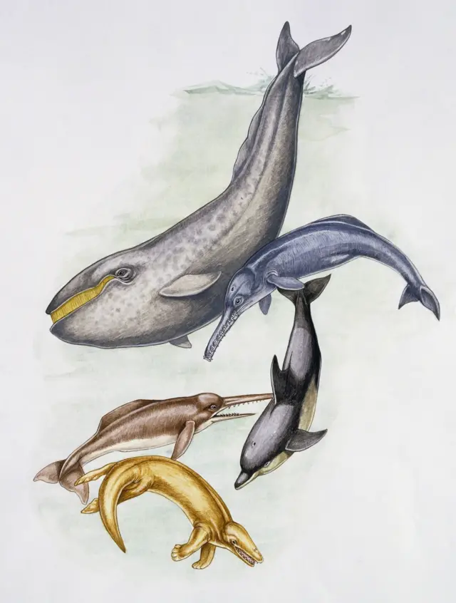 Доісторичні кити. Зверху - один з видів цетотеріїв