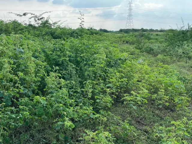 દેશી કુવાડીયો નુકસાનકારક કેમ, વિદેશી પ્રજાતિ કુંવાડિયાને કેવી રીતે કાઢવો, રાજકોટ અને ગીરનાર સૌરાષ્ટ્રમાં ખેડૂતો પશુપાલકો અને માલધારીઓમાં ચિંતા, Senna tora Senna uniflora, બીબીસી ગુજરાતી કૃષિ સમાચાર