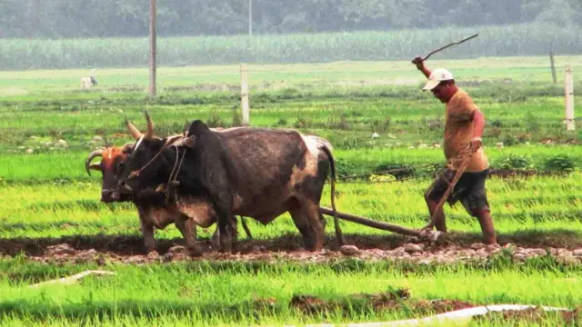 खेत जोत्दै