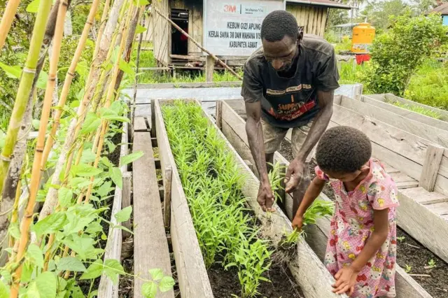 kebun gizi apung, asmat, gizi buruk, papua selatan, Wahana Visi Indonesia