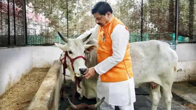 ગાયો, મધ્ય પ્રદેશ, પશુધન, હિંસા, બીબીસી ગુજરાતી