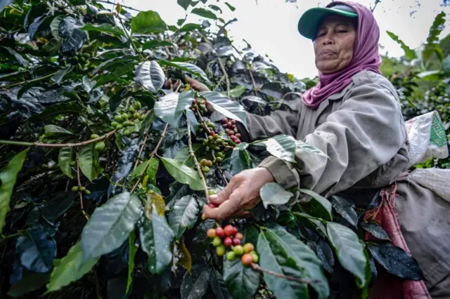 Seorang petani sedang memanen biji kopi arabika di dataran tinggi Gayo, distrik Takengon, provinsi Aceh.