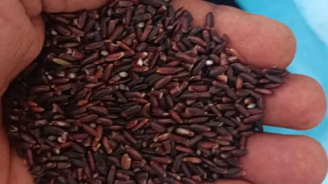 బ్లాక్ రైస్