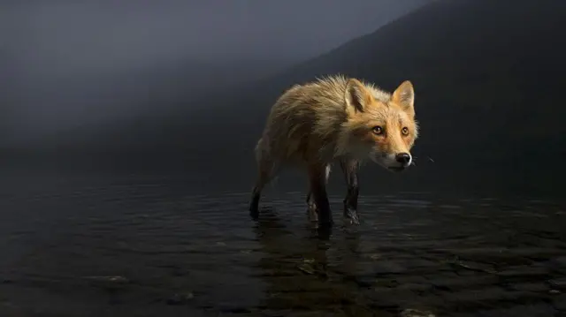 Sardiida adamoorra jirtu