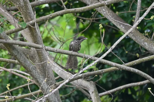 సింగపూర్ 