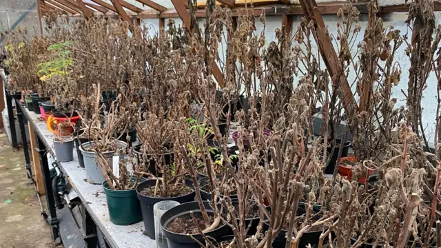 En uno de los invernaderos hay filas y filas de plantas muertas en una serie de macetas de plástico de colores.