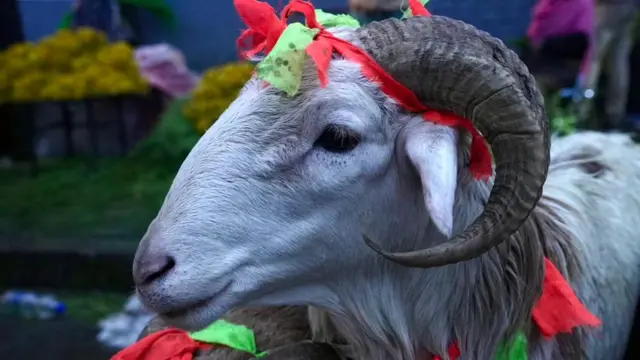 በአዲስ ዓመት ዋዜማ የበግ ገበያ ላይ ቀንዱ ላይ ምልክት የተደረገበት በግ