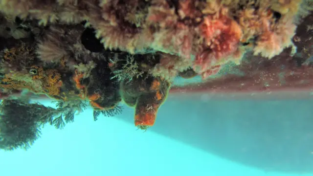 色彩缤纷的无脊椎动物密集依附在船体外壳上，周围可见碧绿色海水。