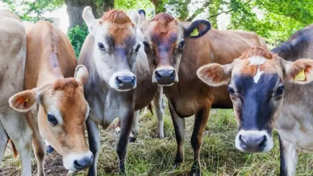 બીબીસી ગુજરાતી