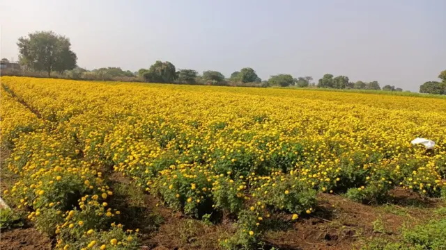 बीड, प्रवीण जगताप, झेंडू, शेती, शेतकरी