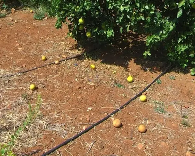 బత్తాయి తోట