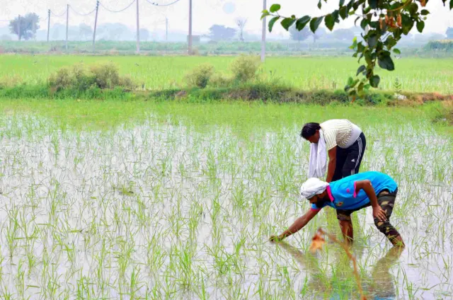 বর্ষাকালে দীর্ঘ বিরতি নিয়ে কৃষকদের উদ্বেগও ক্রমশ বাড়ছে - প্রতীকী ছবি
