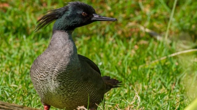 pato-mergulhão na terra