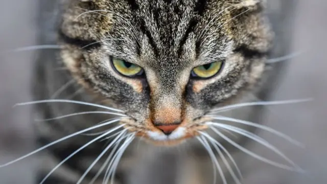 உங்கள் வீட்டு செல்லப் பிராணிகளை அதிகம் நேசிக்கிறீர்களா?