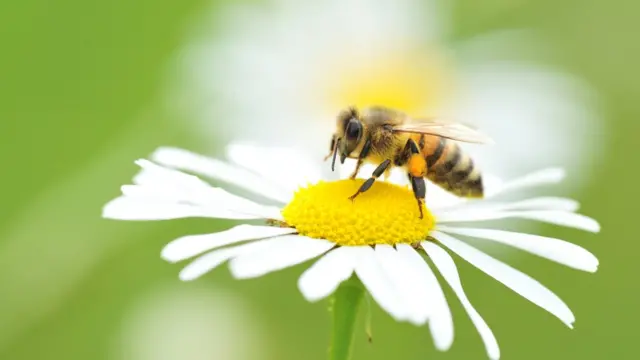 பூக்கள்