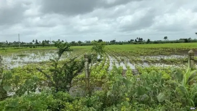 भाजीपाला महाग