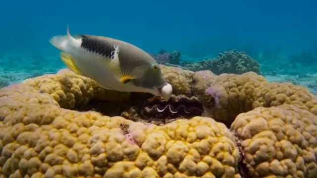 صحنه‌ای از فیلم سیاره آبی ۲، بی‌بی‌سی