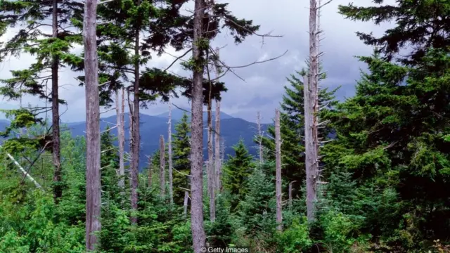 एसिड रेन