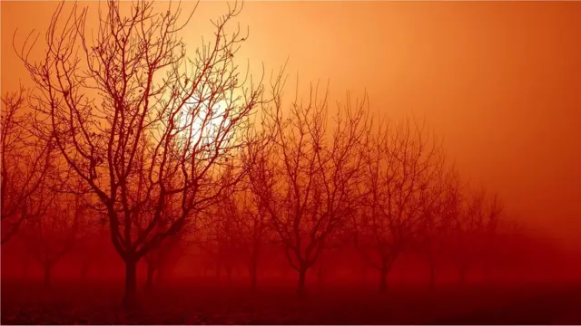 기후 변화로 폭염이 더 심각해질 것으로 예상되는 가운데, 단 몇 시간의 고온만으로도 화분은 회복될 수 없는 손상을 입는다