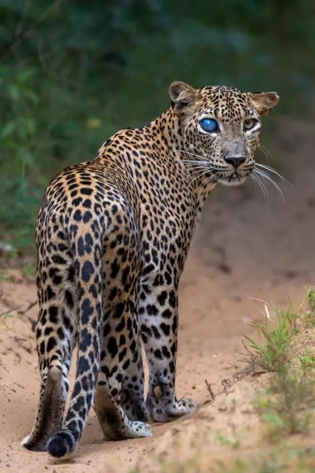 శ్రీలంక, చిరుతపులి, వన్యప్రాణులు