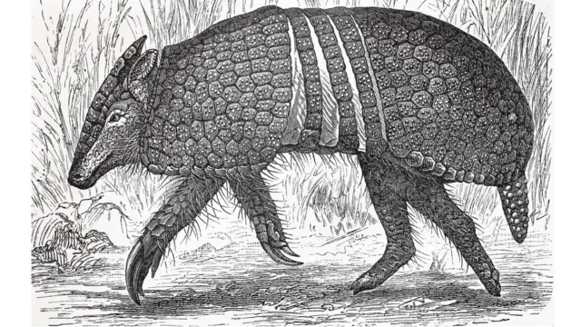 Belum memungkinkan bagi peneliti untuk mengembangkan bakteri penyebab kusta di cawan petri, jadi mereka menggunakan armadillo untuk mempelajarinya