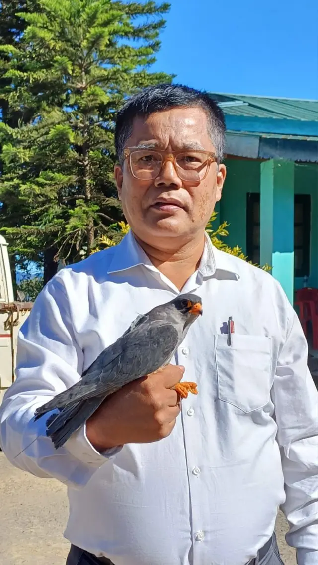 ગુજરાતનાં પક્ષીઓ, આમુર ફાલ્કન, યાયાવર પક્ષી, બીબીસી ગુજરાતી, આફ્રિકા, મણિપુર, પક્ષીઓનો પ્રવાસ