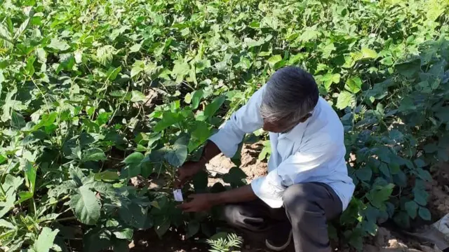 પ્રાકૃતિક ખેતી, ખેડૂતો, આત્મા પ્રોજેક્ટ, કૃષિ, બીબીસી ગુજરાતી