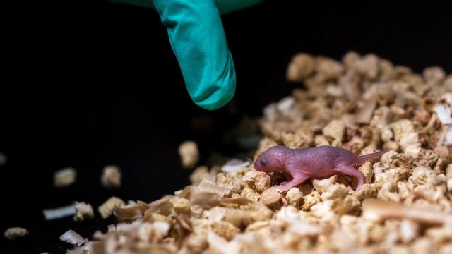 두 수컷쥐 사이에서 태어난 새끼 쥐는 48시간만에 사망했다