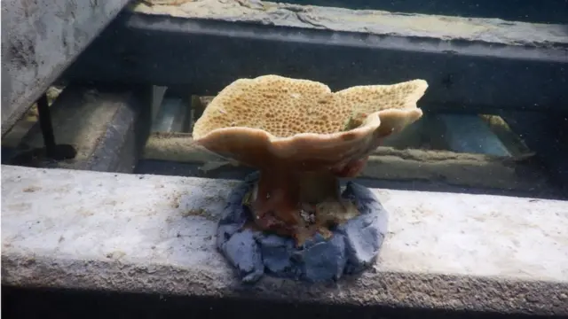 මරණාසන්න කොරල් පරයට යළි හුස්ම පිඹීමක්