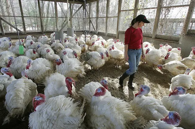 Un criadero de pavos en Estados Unidos