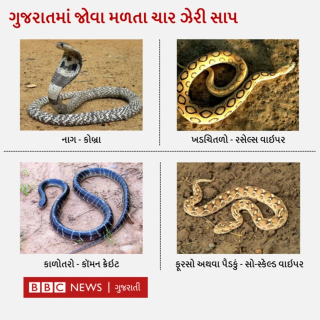 સાપ ડંખ, ઝેર રસી, કિંગ કોબ્રા, રસલ્સ વાઇપર, ખડચિતળો, કોમન ક્રૅટ, ફૂરસો પૈડકું, ડંશથી બચવા શું કરવું, 