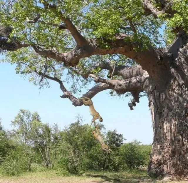 હાથી અને સિંહણ