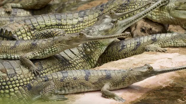 சென்னை முதலை பண்ணை