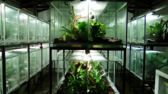 ज़हरीला मेंढक